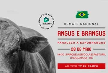 REMATE NACIONAL ANGUS E BRANGUS